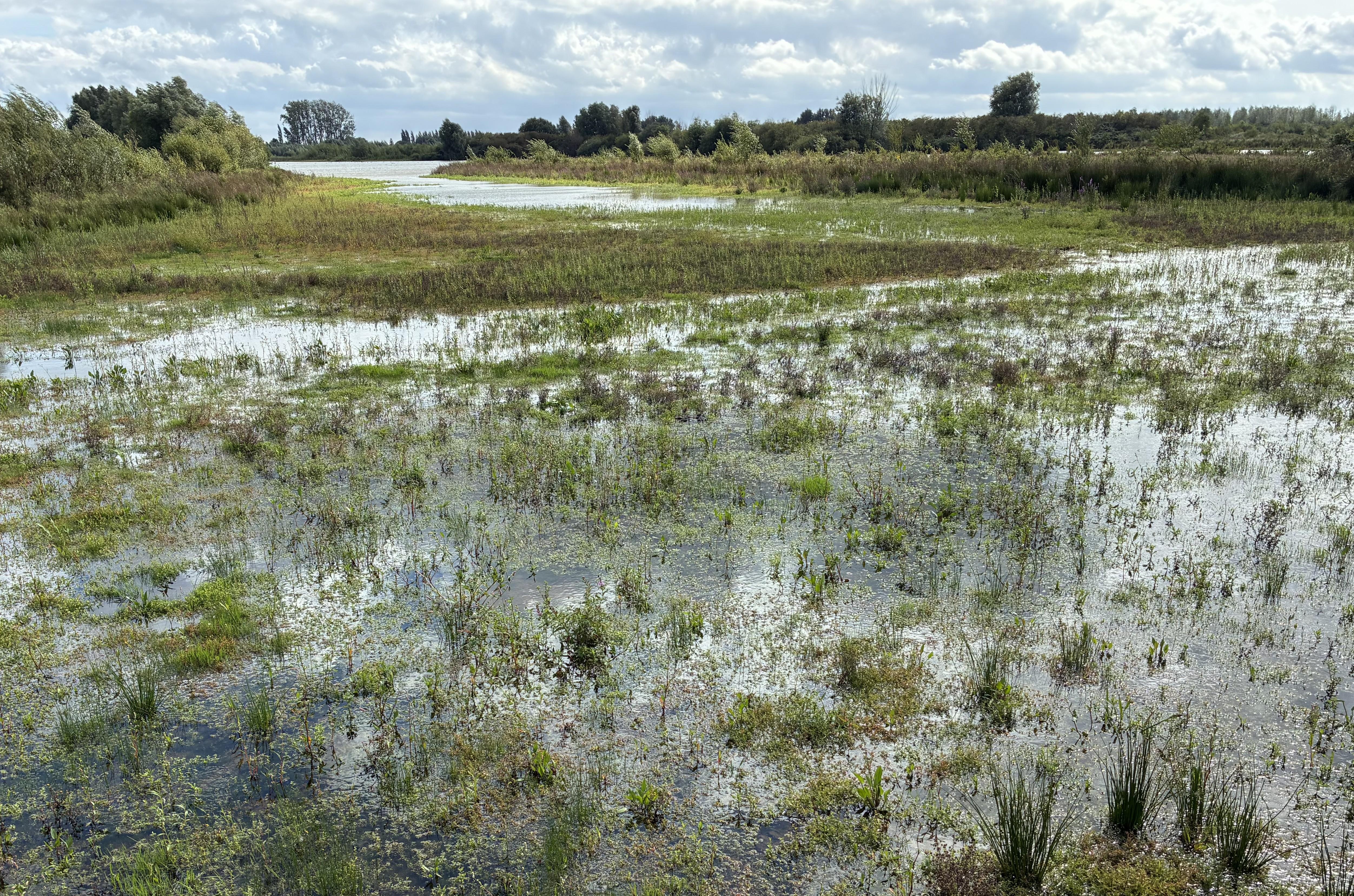 Hemelrijkse Waard moeras