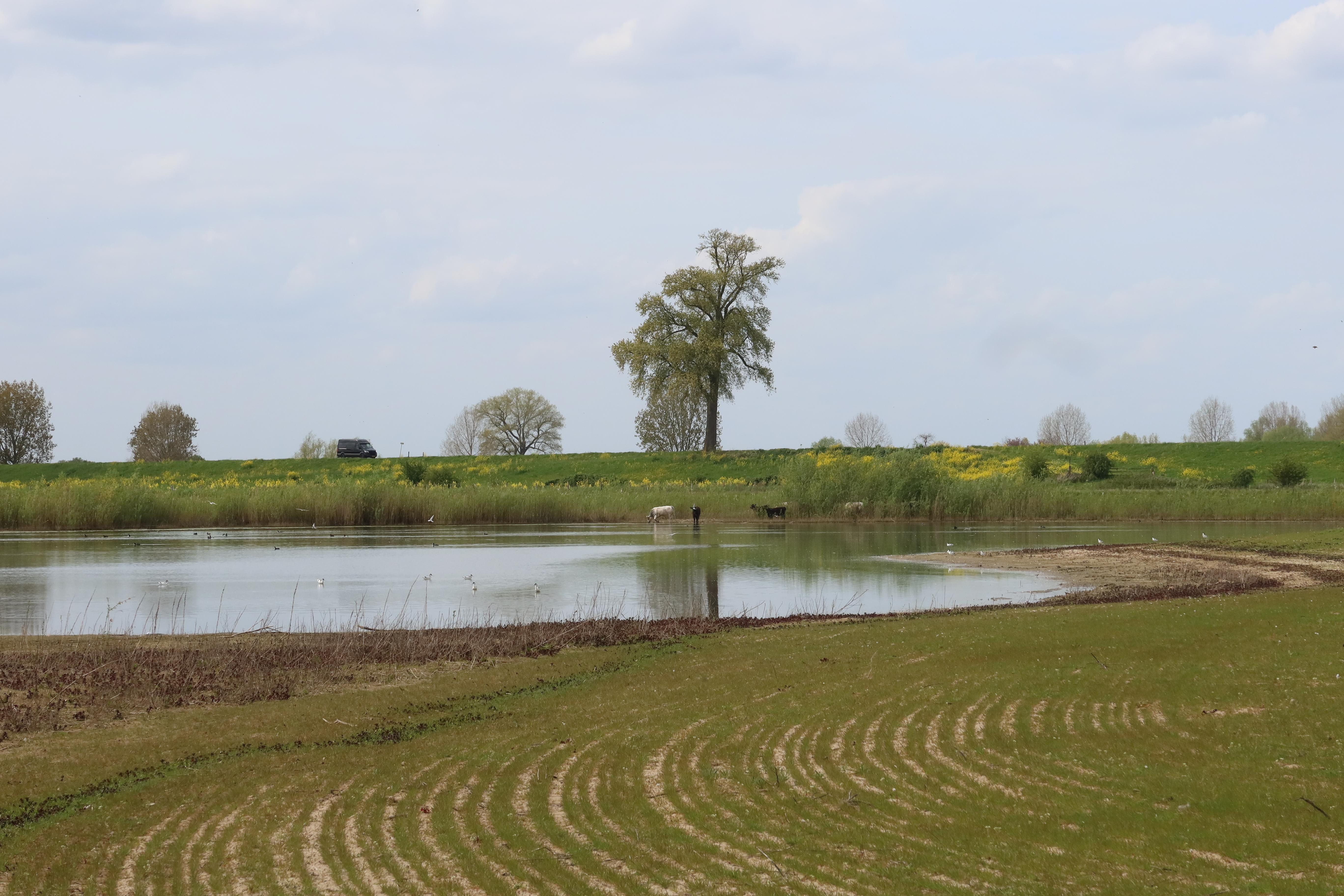 Agrarisch gebruik Hemertse Waard