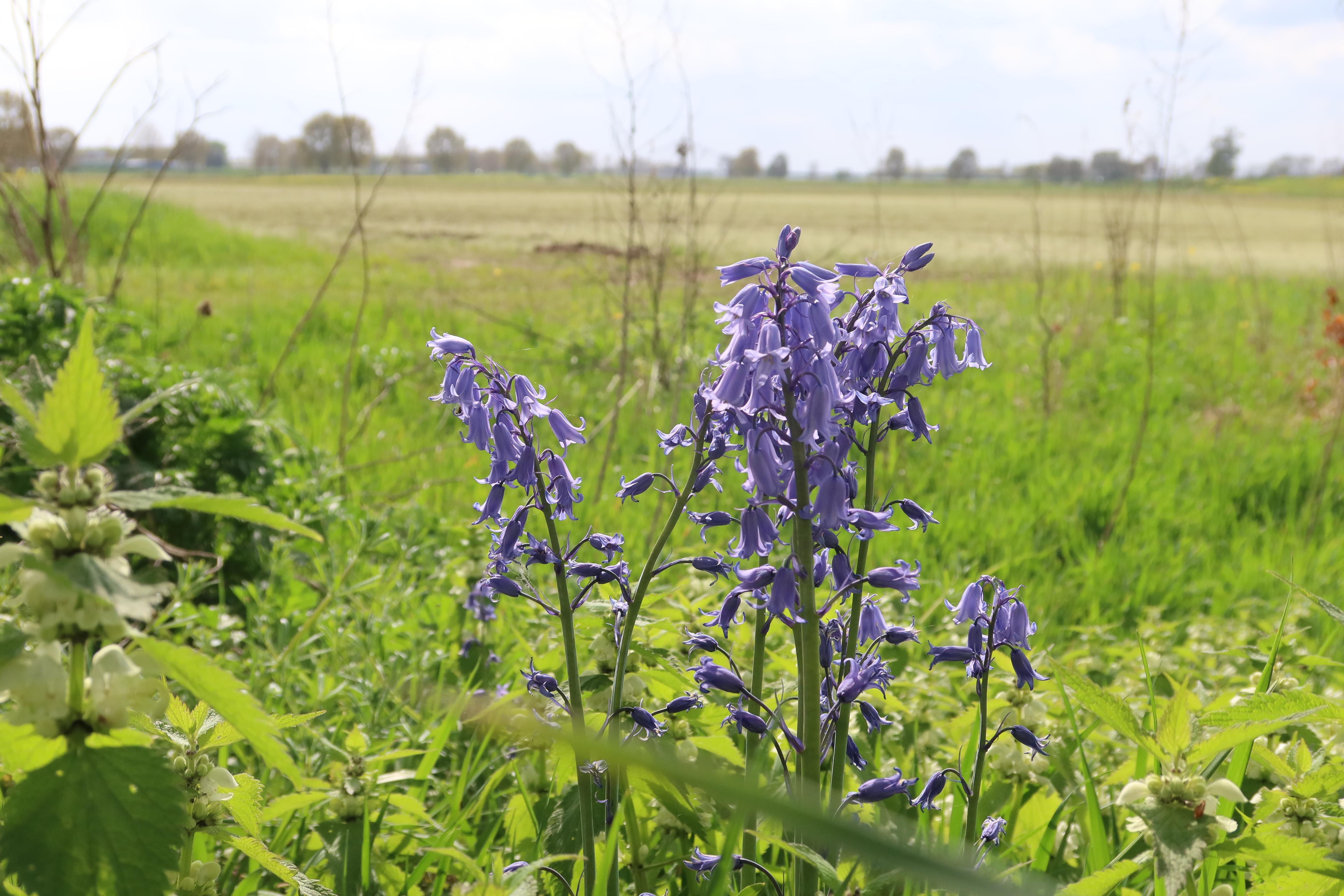 Boshyacint in Hemertse Waard