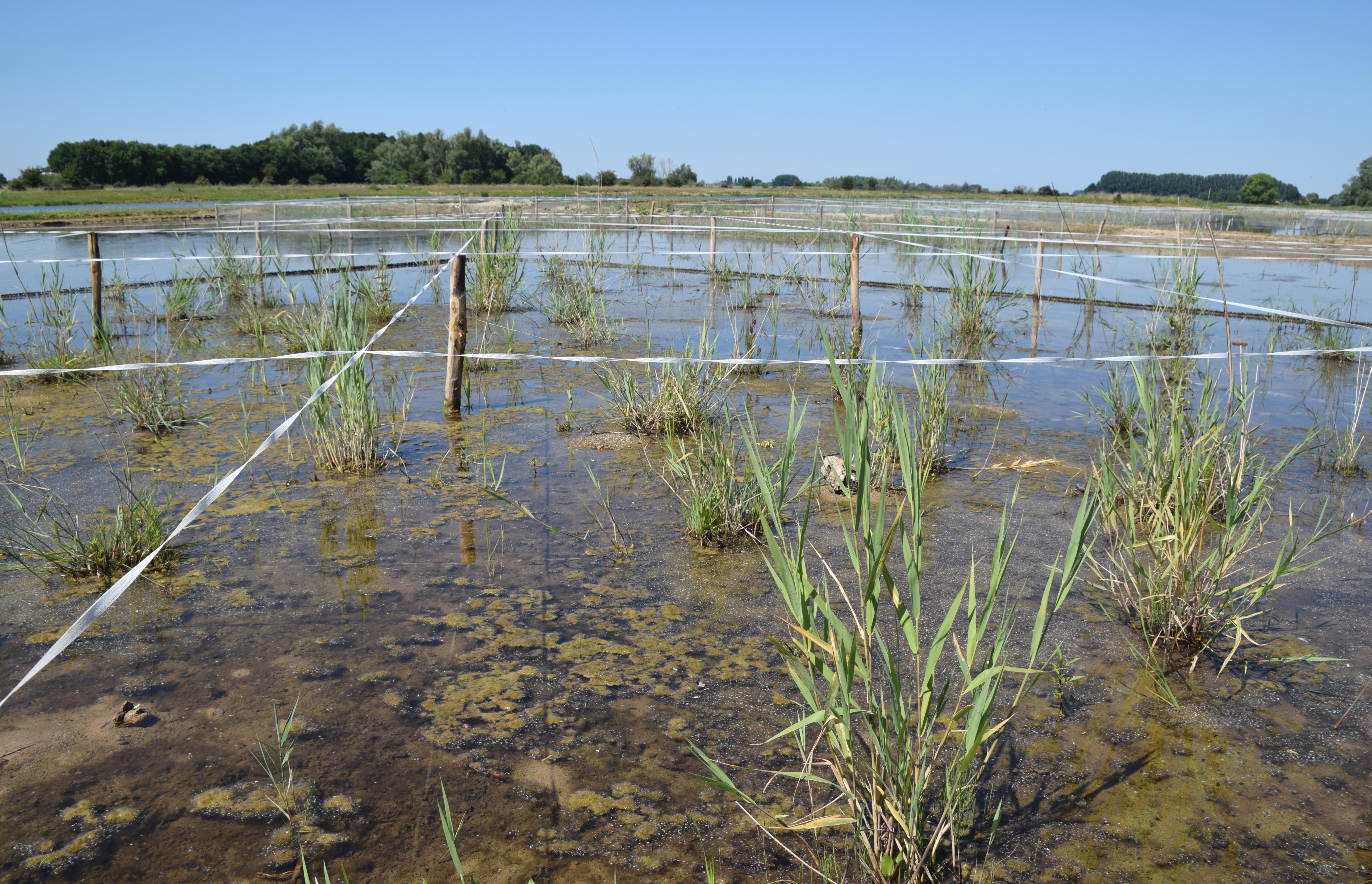 In Erfkamerlingschap blijkt het riet in de recent ingeplante delen goed uit te lopen